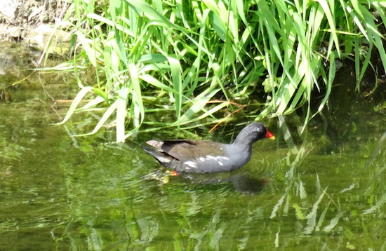 gallinella