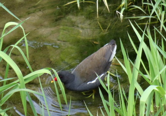 gallinella