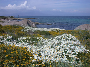 Isola di Pianosa